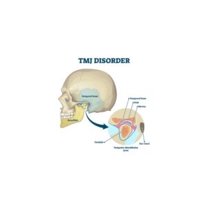 diagram of jaw anatomy